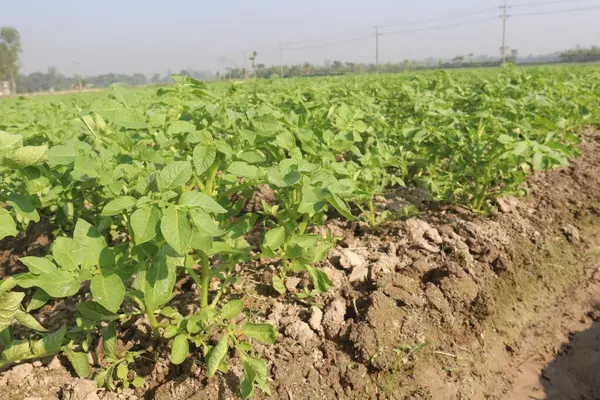 Potato plant on farm for harvest are cash crops. have fiber, antioxidants. treat heart disease by keeping your cholesterol, blood sugar levels