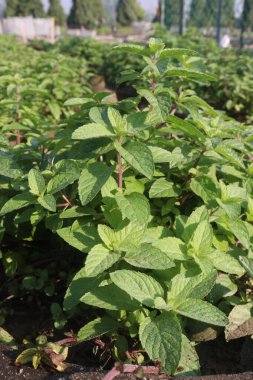 spearmint leaf spice plant on pot in nursery for sell are cash crops. treat digestive problems, cold, sinus infections, headaches, muscle aches, joint pain, itching, other conditions clipart