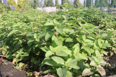 spearmint leaf spice plant on pot in nursery for sell are cash crops. treat digestive problems, cold, sinus infections, headaches, muscle aches, joint pain, itching, other conditions clipart