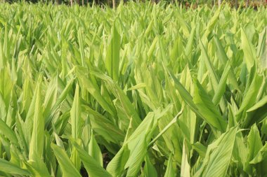 turmeric plant on farm for sell are cash crops. is rich in Phytochemical that may protect the body by neutralizing free radicals and shielding the cells from damage, cancer and heart disease clipart