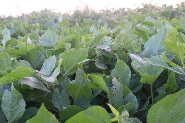 Çiftlikteki Vigna Mungo bitkisi hasat için nakit mahsuldür. ... en zengin protein kaynağıdır. Hayvansal beslenme. Bu da toplam yiyecek tüketimini sınırlandırır ve düzenli vücut ağırlığının korunmasına yardımcı olur