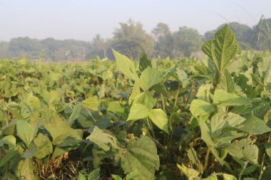Çiftlikteki Vigna Mungo bitkisi hasat için nakit mahsuldür. ... en zengin protein kaynağıdır. Hayvansal beslenme. Bu da toplam yiyecek tüketimini sınırlandırır ve düzenli vücut ağırlığının korunmasına yardımcı olur