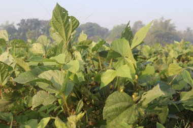 Çiftlikteki Vigna Mungo bitkisi hasat için nakit mahsuldür. ... en zengin protein kaynağıdır. Hayvansal beslenme. Bu da toplam yiyecek tüketimini sınırlandırır ve düzenli vücut ağırlığının korunmasına yardımcı olur