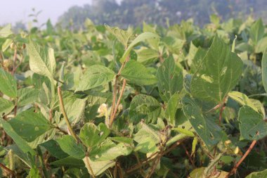 Çiftlikteki Vigna Mungo bitkisi hasat için nakit mahsuldür. ... en zengin protein kaynağıdır. Hayvansal beslenme. Bu da toplam yiyecek tüketimini sınırlandırır ve düzenli vücut ağırlığının korunmasına yardımcı olur