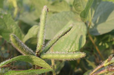 Çiftlikteki Vigna Mungo bitkisi hasat için nakit mahsuldür. ... en zengin protein kaynağıdır. Hayvansal beslenme. Bu da toplam yiyecek tüketimini sınırlandırır ve düzenli vücut ağırlığının korunmasına yardımcı olur