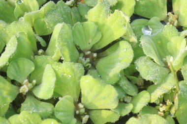 Water lettuce plant on water.It is often used in tropical aquariums to provide cover for fry and small fish. It has medicinal properties and can be used as fodder for cattle and pigs clipart