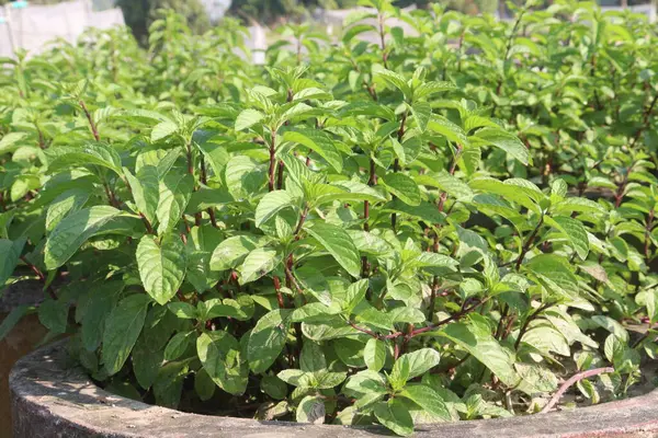 nane yaprağı baharat bitkisi bebek odasında satışta nakit mahsuldür. Sindirim sorunlarını, soğuk algınlığını, sinüs enfeksiyonlarını, baş ağrılarını, kas ağrılarını, eklem ağrılarını, kaşıntıları, diğer durumları tedavi eder.