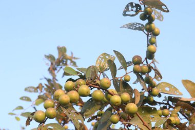 Çiftlikteki ağaçtaki lezzetli ve sağlıklı Ziziphus Mauritiana meyvesi nakit mahsulüdür.