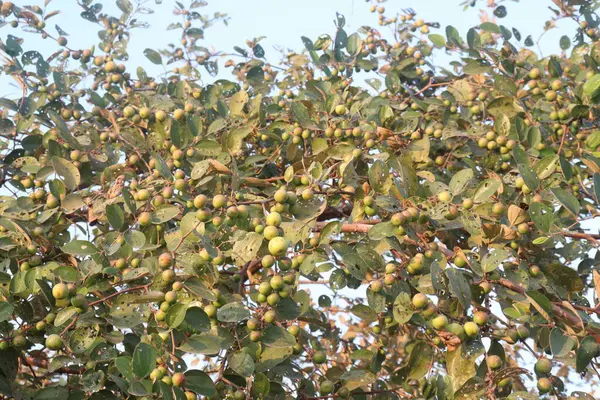 Çiftlikteki ağaçtaki lezzetli ve sağlıklı Ziziphus Mauritiana meyvesi nakit mahsulüdür.