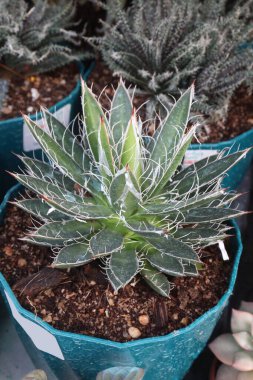 Çiftlikteki Agave filifera yaprağı bitkisi hasat için nakit mahsuldür. Az miktarda budama ya da özel bakım gerektiren sulu bir karışım. Bahçıvanlar için iyi bir seçim.