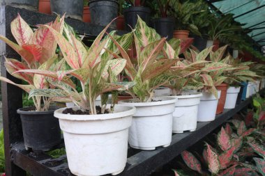 Kreşteki saksıda pembe renkli Aglaonema ağacı nakit mahsulüdür.