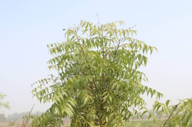 Bahçedeki Azadirachta Indica Ağacı 'nın mantar ve antibakteriyel özellikleri kepekleri yok eder ve saçlarınızı güçlendirir. Neem yağı acıyı azaltabilir.