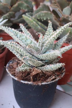 Kreşteki esrar üzerindeki aloe hibrit yaprağı bitkisi satışı nakit mahsuldür.