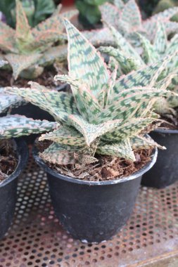 Kreşteki esrar üzerindeki aloe hibrit yaprağı bitkisi satışı nakit mahsuldür.