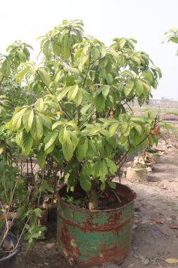 Baccaurea motleyana tree on farm, it's fruit can aid in bone health, energy, a healthy pregnancy,muscular health, immunity, and weight loss, Fruit juice is also used medicinally to treat skin disease clipart