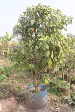 Çiftlikteki Baccaurea motleyana ağacı, meyve, kemik sağlığı, enerji, sağlıklı hamilelik, kas sağlığı, bağışıklık ve kilo kaybı konularında yardımcı olabilir, meyve suyu ayrıca cilt hastalıklarının tedavisinde de kullanılır.