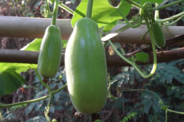 Çiftlikte satılık kabak çorbası var. Ateş, öksürük, ağrı ve astım için kullanılabilir. İçinde mineraller, kalsiyum, magnezyum, demir, çinko, vitamin B, C, K, besin, sebze, sağlıklı bağırsak mikrobiyomu bulunur.