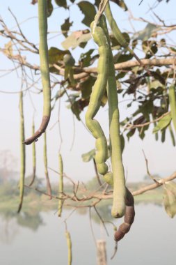 Cassia fistula on tree in garden for decorative. it have hepatoprotective and antitussive characteristics. It contains antibacterial and antifungal properties clipart