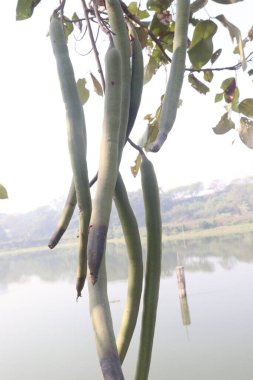 Cassia fistula on tree in garden for decorative. it have hepatoprotective and antitussive characteristics. It contains antibacterial and antifungal properties clipart