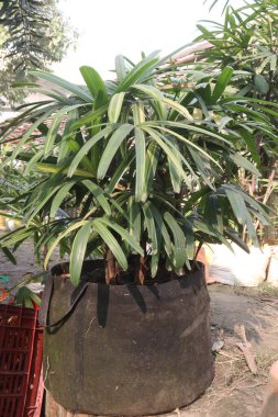 Geniş yapraklı kadın palmiye bitkisi satışı için nakit mahsuller. Amonyak, formaldehit, ksilen ve karbondioksit de dahil olmak üzere evdeki toksinleri temizlemede başarılı olduğu kanıtlandı.