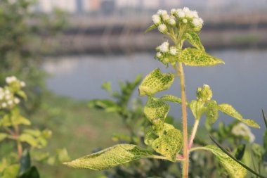 Chromolaena odorata flower and medicinal plant that is widely used for its wound healing property clipart