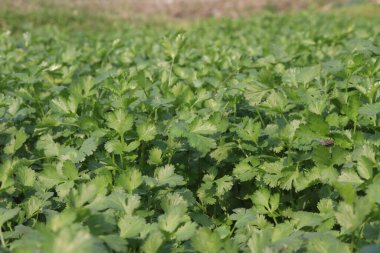 Çiftlikteki kişniş bitkileri nakit mahsulleri.