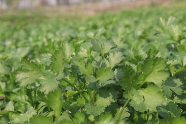 Çiftlikteki kişniş bitkileri nakit mahsulleri.