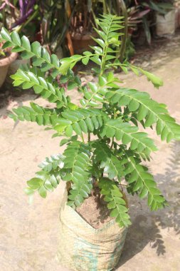 Çiftlikteki köri üzümleri hasat için nakit mahsuldür. Antioksidatif, hepatoprottif, antimikrobik, antimantar, iltihaplanma önleyici, nöroaktif aktivitelere sahipler.