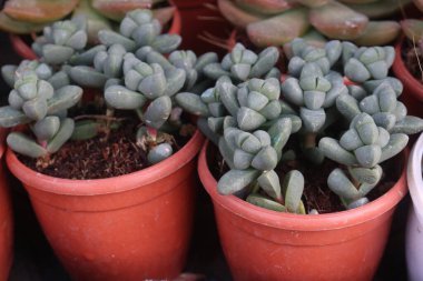 Çocuk odasındaki Delosperma lehmannii bitkisi satılık nakit mahsuller. Özel bir toprak gerektirmiyor. Ayrıca kuraklık ve tuza dayanıklıdır. Süslü karışımlarda mükemmel dekoratif bir özellik olarak