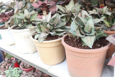 Kreşteki Euphorbia Francoisii yaprağı bitkisi satılık nakit mahsulleri. Euphorbiaceae familyasından bir bitki türü. Doğal habitatları subtropikal veya tropikal kuru ormanlardır.