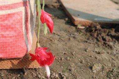 Schlumbergera truncata flower plant on hanging pot in nursery for sell are cash crops. the false Christmas cactus, is a species of plant in the family Cactaceae. Because it produces a flower clipart