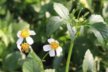 bidens pilosa flower and medicinal plant on nursery for sell are cash crops. have antibacterial, anti inflammatory, antimicrobial, antimalarial, diuretic, hepatoprotective, hypotensive activities clipart