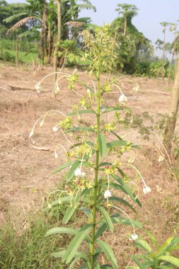 Tezgâhta satılık tıbbi malzeme deposu nakit mahsuldür. Kurutulmuş yapraklar sigaraya sarılır, astımı hafifletmek için tüttürülür. cilt sorunları, romatizma, tonik ve ilaç tedavisi