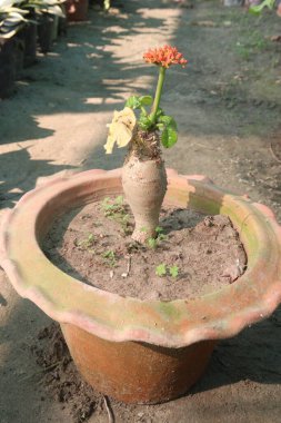 Bebek odasındaki Buda göbeği bitkisi olarak da bilinen Jatropha podagrica nakit mahsulüdür. Deri enfeksiyonlarını, sarılığı, ateşi, kabızlığı tedavi et.