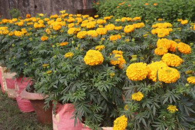 marigold flower plant on farm for harvest are cash crops clipart