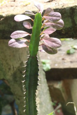 Çiftlikteki Euphorbia Trigona bitkisi satılık nakit mahsulleri. Bu türün, yaralar, ülserler, siğiller ve yanıklar gibi çeşitli hastalıkları tedavi etmek için geleneksel tıpta kullanılan sütlü bir özü vardır.