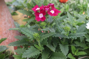 Kırmızı Verbena x melez çiçek bitkisi bebek odasında satılmak üzere nakit mahsuller. Bahçelerde süs bitkisi olarak ve ateş, baş ağrısı ve sindirim sorunları için ilaç olarak kullanılır.