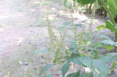 Hasat için çiftlikteki kutsal fesleğen bitkisi nakit mahsulüdür. Kutsal fesleğende bulunan kimyasalların acıyı ve şişliği azalttığı düşünülüyor. Şeker hastası insanlarda da kan şekerini düşürebilir. Antioksidan gibi davran.