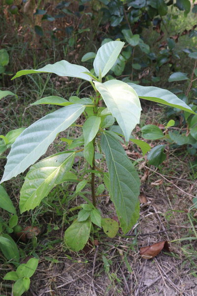 Саженцы метел датуры на ферме для медицинских целей