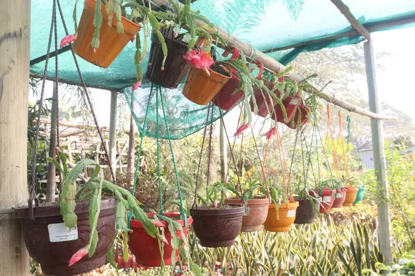 Schlumbergera truncata çiçek bitkisi fidanlıkta asılı vaziyette satılıyor. Nakit mahsuller. Sahte Noel kaktüsü, Kaktaceae familyasından bir bitki türüdür. Çünkü bir çiçek üretir.