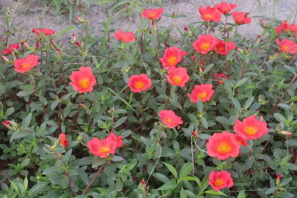 Çiftlikteki yosun gülü çiçekleri hasat için nakit mahsuldür.