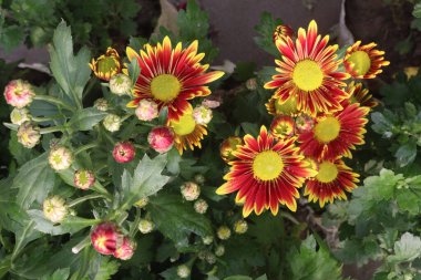 Çiftlikteki kırmızı ve sarı kasımpatı çiçekleri hasat için nakit ekinlerdir.