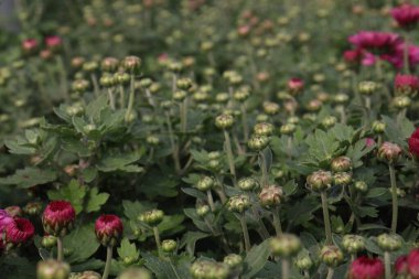 red colored Chrysanthemum flower plant on farm for harvest are cash crops clipart