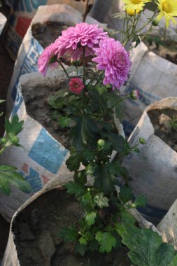 Çiftlikteki pembe renkli Kasımpatı çiçeği hasat için nakit mahsuldür.