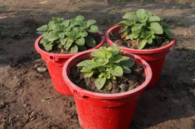 Petunia axillaris flower plant on pot in nursery for sell are cash crops. Symbolizes purity, innocence, conveying trust, spiritual purity. Enhances gardens, moonlit nights with its aesthetic
