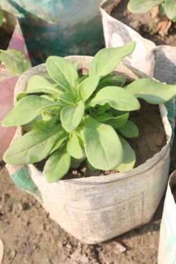 Petunia axillaris flower plant on pot in nursery for sell are cash crops. Symbolizes purity, innocence, conveying trust, spiritual purity. Enhances gardens, moonlit nights with its aesthetic clipart