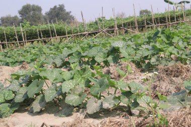 pumpkin plant on farm for harvest are cash crops