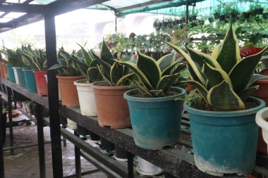 Sansevieria Twister Tsunami leaf plant on nursery for sell are cash crops. emerald green houseplant with creamy white variegation. perfect for an office or room clipart