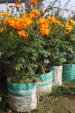 orange colored sulfur cosmos flower plant on farm for harvest are cash crops. the pretty petals are also edible. have antioxidant, effect against oxidative DNA damage clipart