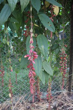 Thunbergia coccinea flower plant on nursery for sell and ornamental use. an analgesic, antipyretic, anti inflammatory, antidote, hepatoprotective, antidiabetic and detoxificant substance clipart